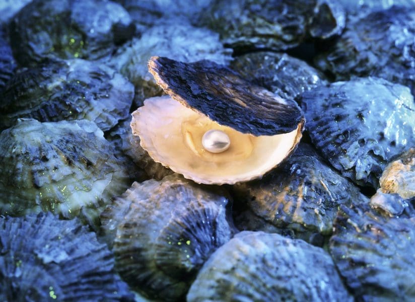 oyster with pearl